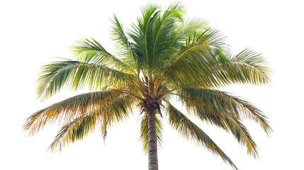 Coconut palm in dry season with fewer leaves Transparent background, PNG