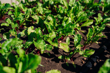 Green beet leaves with red stems. Beets in the garden. Young beets in the spring.