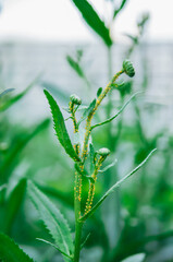 Aphids infect chamomile stems. Gardening. Insect protection.