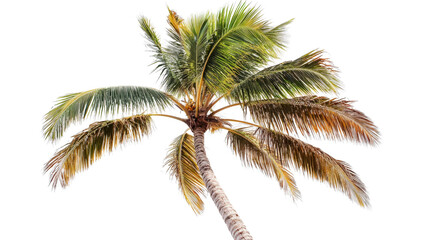 Fototapeta premium Coconut palm in dry season with fewer leaves Transparent background, PNG