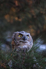 great horned owl looking up into the trees at sunaet