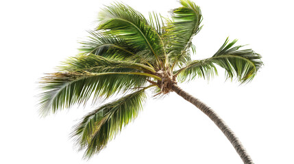 Fototapeta premium Coconut tree in wind, fronds flowing sideways Transparent background, PNG