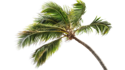 Coconut tree in wind, fronds flowing sideways Transparent background, PNG
