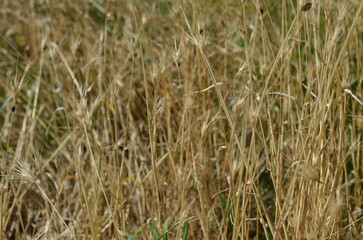 Close-up of dry golden grass in a sunlit field