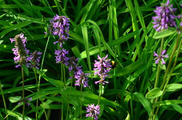 Stachys officinalis and a bee in a vibrant garden
