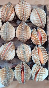Cockle is opening the shell shows the freshness of the seafood. Motion of a group of fresh and raw shell or seashell footage