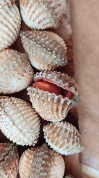 Cockle is opening the shell shows the freshness of the seafood. Motion of a group of fresh and raw shell or seashell footage