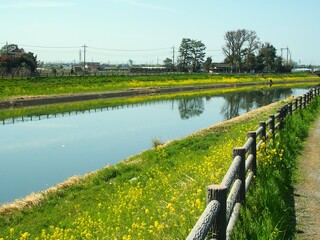 菜の花咲く春の風のない坂川放水路風景