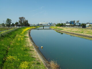 菜の花咲く春の風のない坂川放水路風景