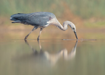 A wild white-necked heron (Ardea pacifica) lunging and catching a small fish in a shallow,...