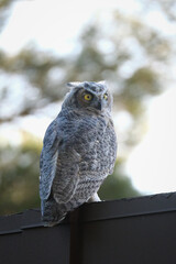 great horned owl sitting on top of a roof at golden hour