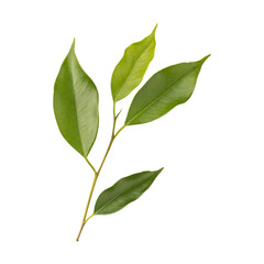 Fresh green ficus benjamina leaves branch isolated on transparent background