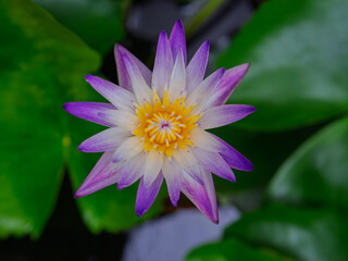 Lotus flower with green lotus leaf blurry background:Close up,select focus with shallow depth of field.
