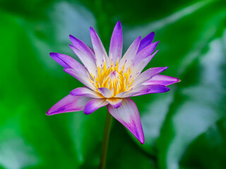 Lotus flower with green lotus leaf blurry background:Close up,select focus with shallow depth of field.
