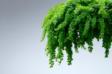 Fototapeta premium Lush green hanging plant with delicate small leaves cascading downwards