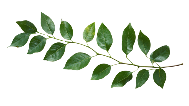 Curry leaves branch Transparent background, PNG