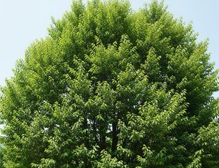 Fototapeta premium pine tree in the forest