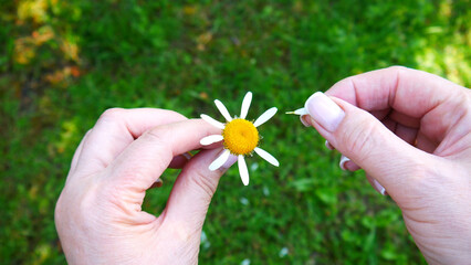 Close-up of a woman hands picking daisy petals making a fortune-telling