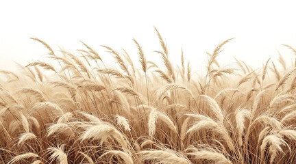 Beige Pampas Grass Field Against White Background