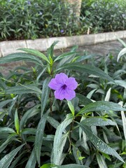 Purple Flower Surrounded by Green Grass