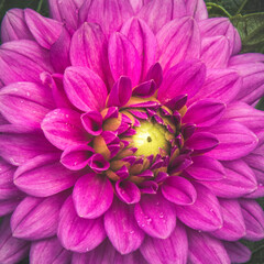 Macro of a pink Dahlia flower