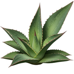 Vibrant green agave plant with sharp spines isolated on transparent background