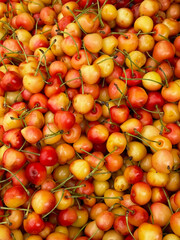 Fresh yellow cherries shone in the bright sun. Taken in natural light