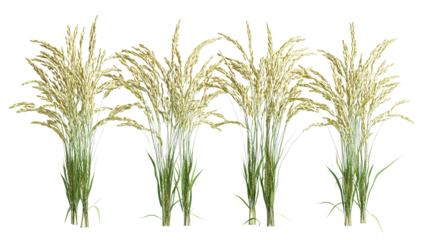 Decorative arrangement of rice plants for organic theme Transparent background, PNG