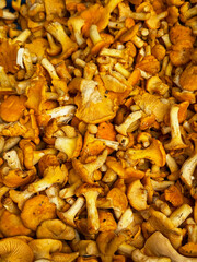 Fresh yellow chanterelle edible mushrooms.