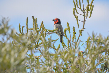 Bird sitting in a tree 