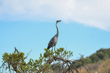 great blue heron standing in nature 