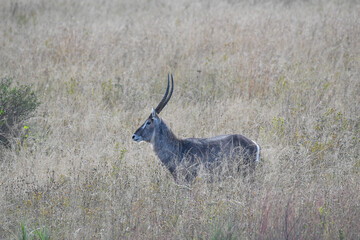 Waterbuck male grazing in a grassland field