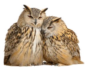 Pair of owl bird couple isolated on transparency background close together soft feather affectionate wildlife nature animal beautiful pattern calm peaceful loving natural