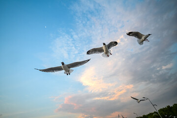 Many seagulls fleeing from the cold weather in Siberia come to Bang Pu, Samut Prakan Province, Thailand, from December to the end of March every year.