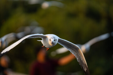 Many seagulls fleeing from the cold weather in Siberia come to Bang Pu, Samut Prakan Province,...