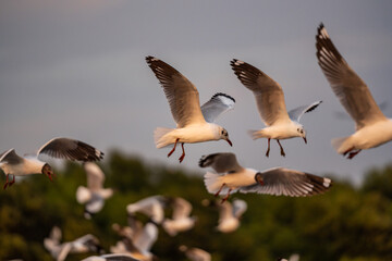 Many seagulls fleeing from the cold weather in Siberia come to Bang Pu, Samut Prakan Province, Thailand, from December to the end of March every year.