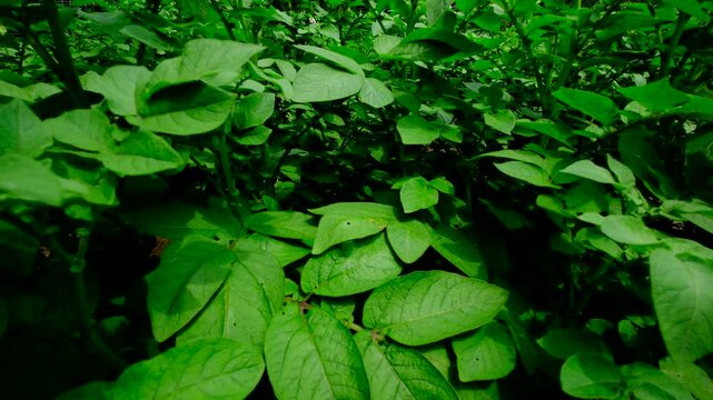 Ground close up shot of potato plant growing in mound of soil and rising camera revealing more rows of tubers with blooming plants growing in vegetable garden