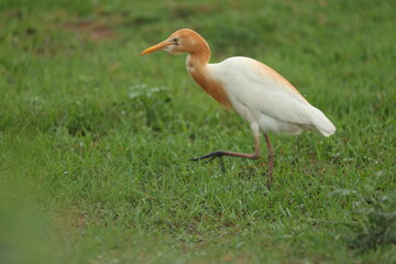 Eastern cattle Egret
