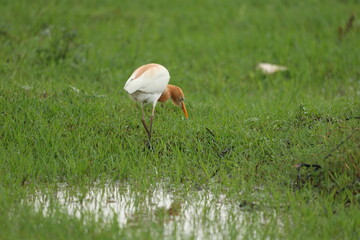 Eastern cattle Egret
