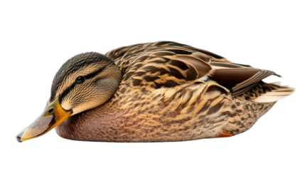 Duck resting with head tucked into body, peaceful pose Transparent background, PNG