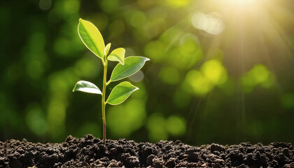 A vibrant green sprout emerges from rich soil, bathed in sunlight