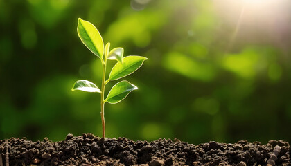 A vibrant green sprout emerges from rich soil, bathed in sunlight