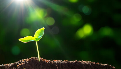 A small sprout reaches towards the sunlight