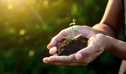 A delicate seedling emerges from dark soil, cradled in caring hands
