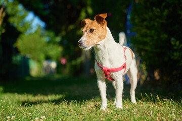 Small dog wearing red harness standing on green grass on sunny day. Jack Russell terrier dog...