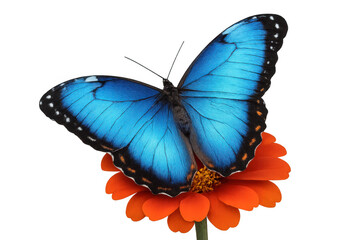 Fototapeta premium Blue morpho butterfly spreading wings, resting on vivid orange zinnia flower against transparent white background