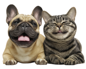 Happy dog smiling cat animal friendship isolated transparency background playful cute pet domestic joyful funny adorable closeup together cheerful relaxed companion mammal tongue fur expression