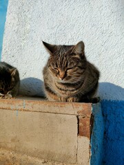 cat on the wall