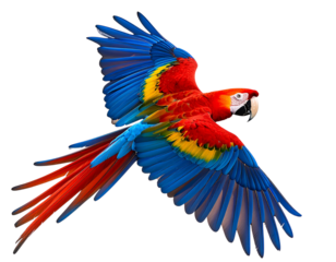 Red and Yellow Macaw in Mid-Flight with Wings Spread on White Background