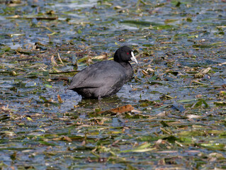 Eurasian Coot also known as Australian Coot (Fulica atra) wading in green vegetation